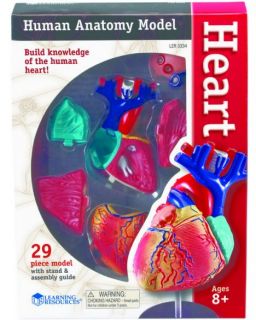 Human Anatomy Model - Heart