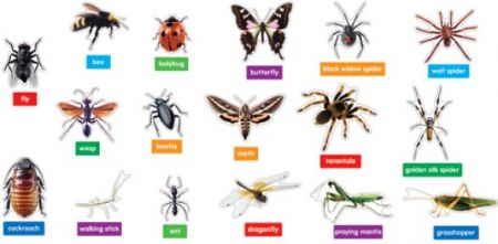 BulletinBoard - Insects and Spiders: Photographic