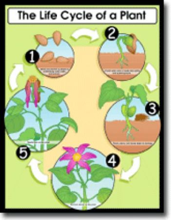 Chartlet The Life Cycle Of A Plant Life Cycles Parts - vrogue.co