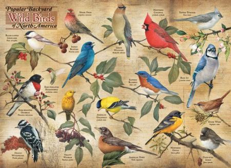 Cobble Hill 1000 pcs Puzzle - Popular Backyard Wild Birds of N American