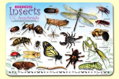 Painless Learning Placemat - Bugs, Insects & Arachnids